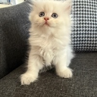 British Longhair, Kedi Blue fotoğrafı