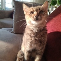 British Shorthair, Kedi  Miya fotoğrafı