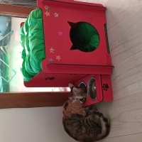 Tekir Kedi, Kedi Paris fotoğrafı