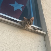 Tekir Kedi, Kedi Paris fotoğrafı