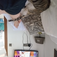 Tekir Kedi, Kedi Paris fotoğrafı