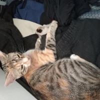 Tekir Kedi, Kedi Paris fotoğrafı