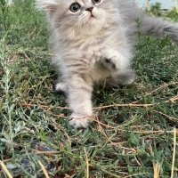 British Shorthair, Kedi isimsiz fotoğrafı