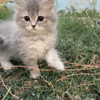 British Shorthair, Kedi isimsiz fotoğrafı