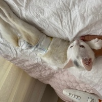 Van Kedisi, Kedi Şimşek fotoğrafı