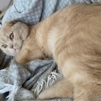 Scottish Fold, Kedi Barlas fotoğrafı