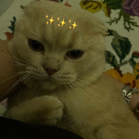 Scottish Fold, Kedi Barlas fotoğrafı