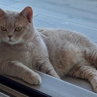British Shorthair, Kedi Mercan fotoğrafı