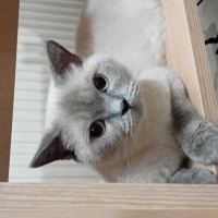 British Shorthair, Kedi Kedi fotoğrafı