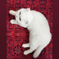 British Longhair, Kedi sakız fotoğrafı