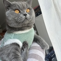 British Shorthair, Kedi Yaramaz fotoğrafı