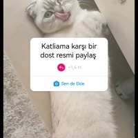 Scottish Fold, Kedi  Balım fotoğrafı