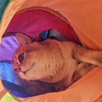 British Longhair, Kedi Haşmet fotoğrafı