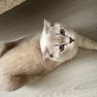 Scottish Fold, Kedi Liva fotoğrafı
