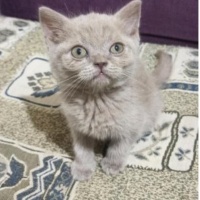 British Shorthair, Kedi Yavru kedi fotoğrafı