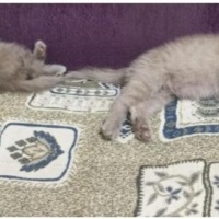 British Shorthair, Kedi Yavru kedi fotoğrafı
