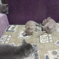 British Shorthair, Kedi Yavru kedi fotoğrafı