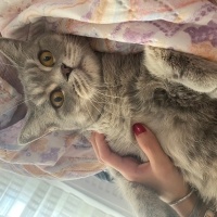 British Shorthair, Kedi  Mia fotoğrafı