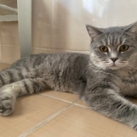 British Shorthair, Kedi  Mia fotoğrafı