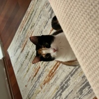 Tekir Kedi, Kedi Maya fotoğrafı