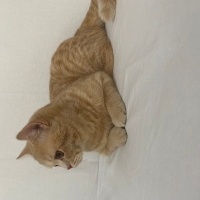 British Shorthair, Kedi Aslan fotoğrafı