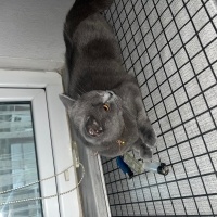 British Shorthair, Kedi Lotus fotoğrafı