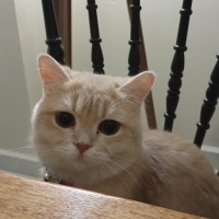 British Shorthair, Kedi BEHLÜL fotoğrafı