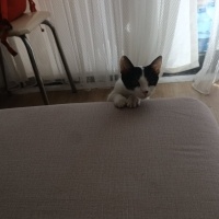 Tekir Kedi, Kedi Arven fotoğrafı