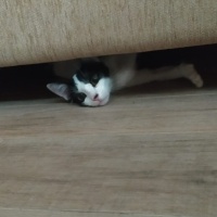 Tekir Kedi, Kedi Arven fotoğrafı