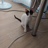 Tekir Kedi, Kedi Arven fotoğrafı