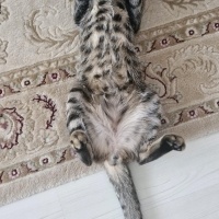 Tekir Kedi, Kedi bottega fotoğrafı