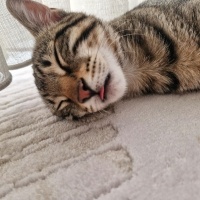 Tekir Kedi, Kedi bottega fotoğrafı