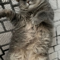 British Shorthair, Kedi Mira fotoğrafı