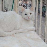 British Shorthair, Kedi Minos ve iermik fotoğrafı