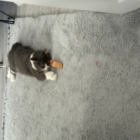 British Shorthair, Kedi Simba fotoğrafı