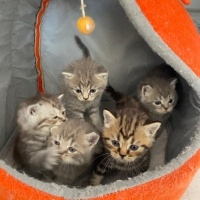 British Shorthair, Kedi Mango fotoğrafı