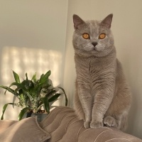 British Shorthair, Kedi Mango fotoğrafı