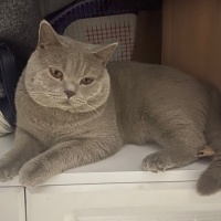 British Shorthair, Kedi Mango fotoğrafı