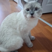 Exotic Shorthair, Kedi Leo fotoğrafı
