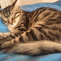 Tekir Kedi, Kedi  Eva fotoğrafı