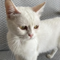 British Longhair, Kedi  Arya fotoğrafı