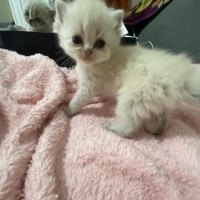 British Longhair, Kedi Sevimli yavrular fotoğrafı