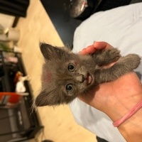 Tekir Kedi, Kedi neko fotoğrafı