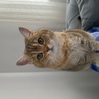 British Shorthair, Kedi Casper fotoğrafı