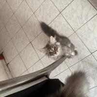 British Longhair, Kedi Henüz isim vermedim yeni sahibine bırakıyorum fotoğrafı