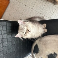 British Longhair, Kedi Henüz isim vermedim yeni sahibine bırakıyorum fotoğrafı