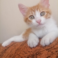 Sarman, Kedi  Çiko fotoğrafı