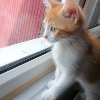 Sarman, Kedi  Çiko fotoğrafı