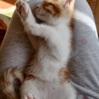 Sarman, Kedi  Çiko fotoğrafı