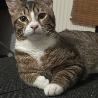 Tekir Kedi, Kedi Lokum fotoğrafı